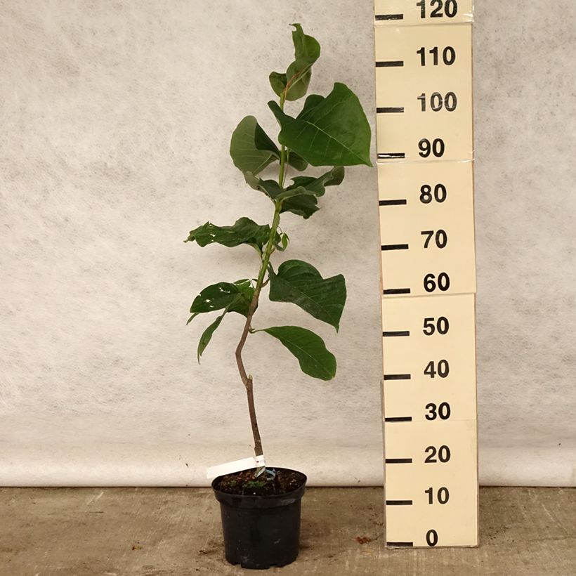 Amostra de Magnolia Felix Jury Vaso de 4 L/5 L tal como entregue no verão