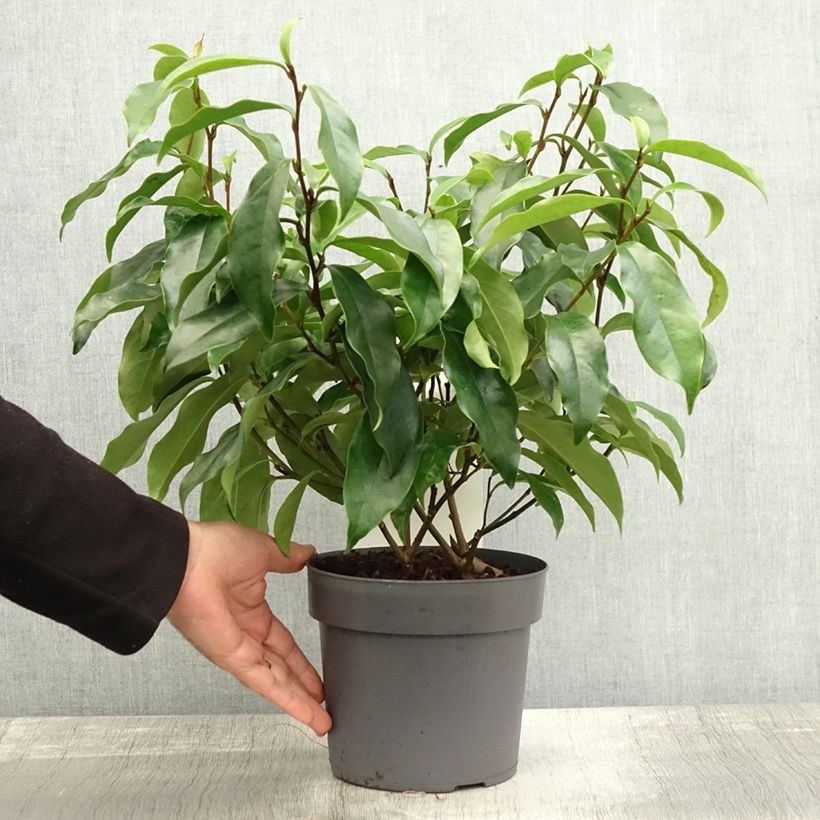 Amostra de Magnolia figo Stellar Ruby Pot de 3L/4L tal como entregue no outono