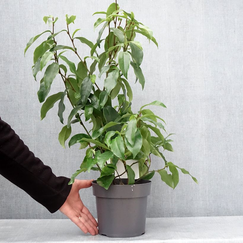 Amostra de Magnolia figo Stellar Ruby Vaso de 3 L/4 L tal como entregue no inverno