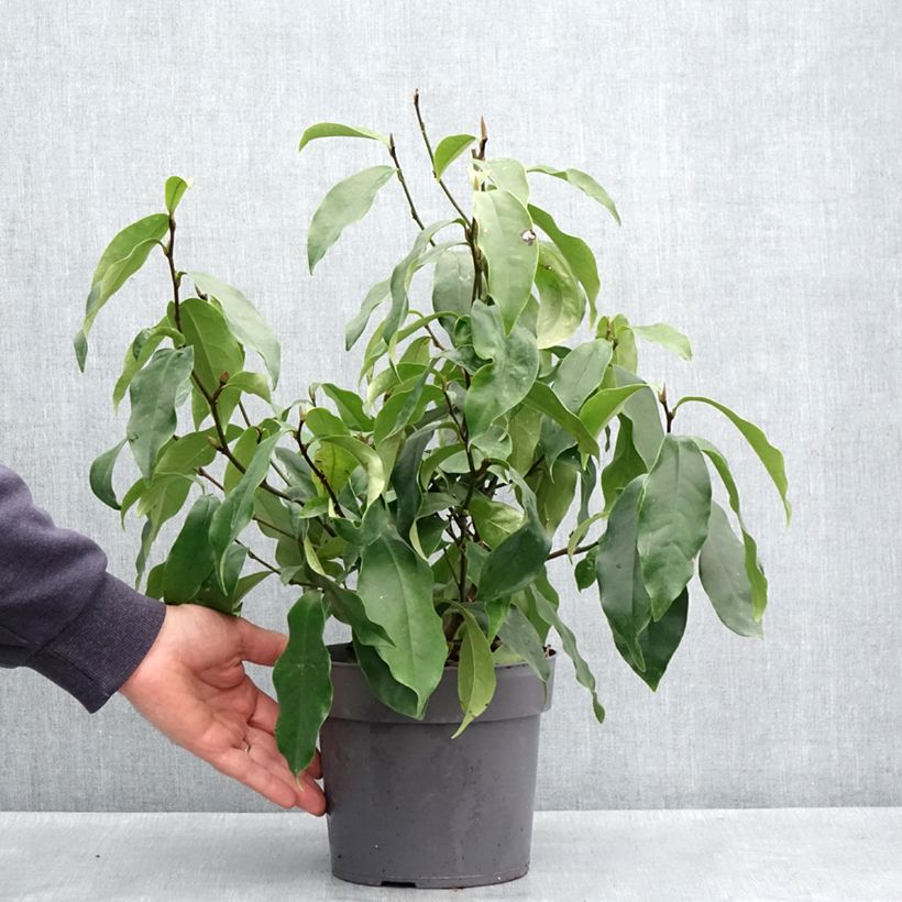 Amostra de Magnolia figo Stellar Ruby Vaso de 3 L/4 L tal como entregue na primavera