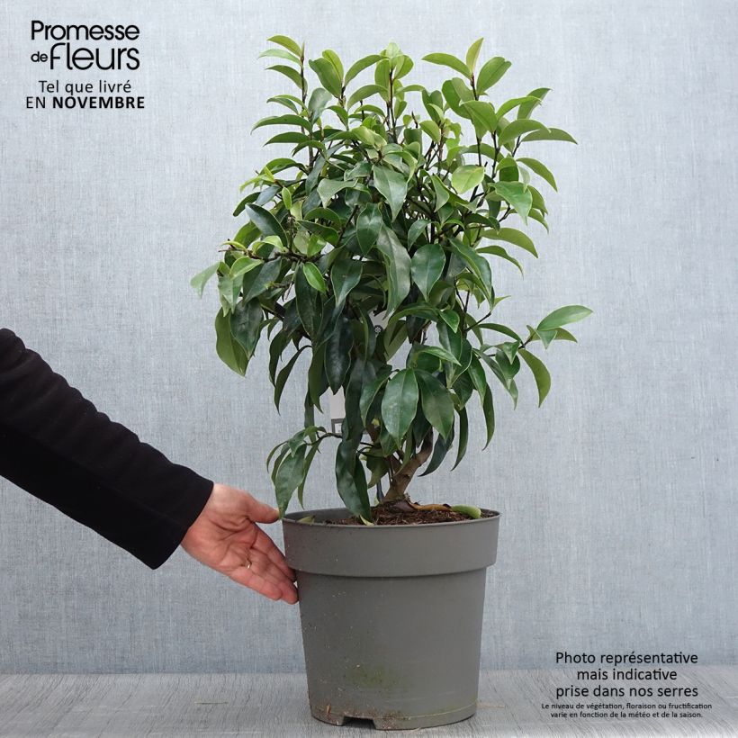 Amostra de Magnolia figo Stellar Ruby Pot de 6L/7L tal como entregue no outono