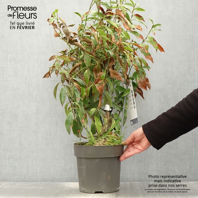 Amostra de Magnolia figo Stellar Ruby Vaso de 6 L/7 L tal como entregue no inverno