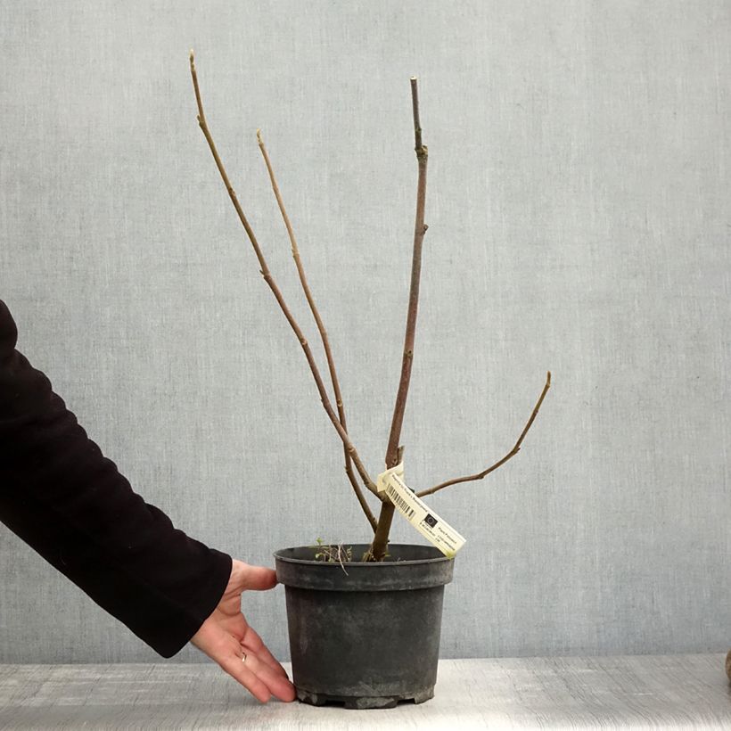 Amostra de Magnolia soulangeana Frank's Masterpiece Vaso de 3 L/4 L tal como entregue no outono