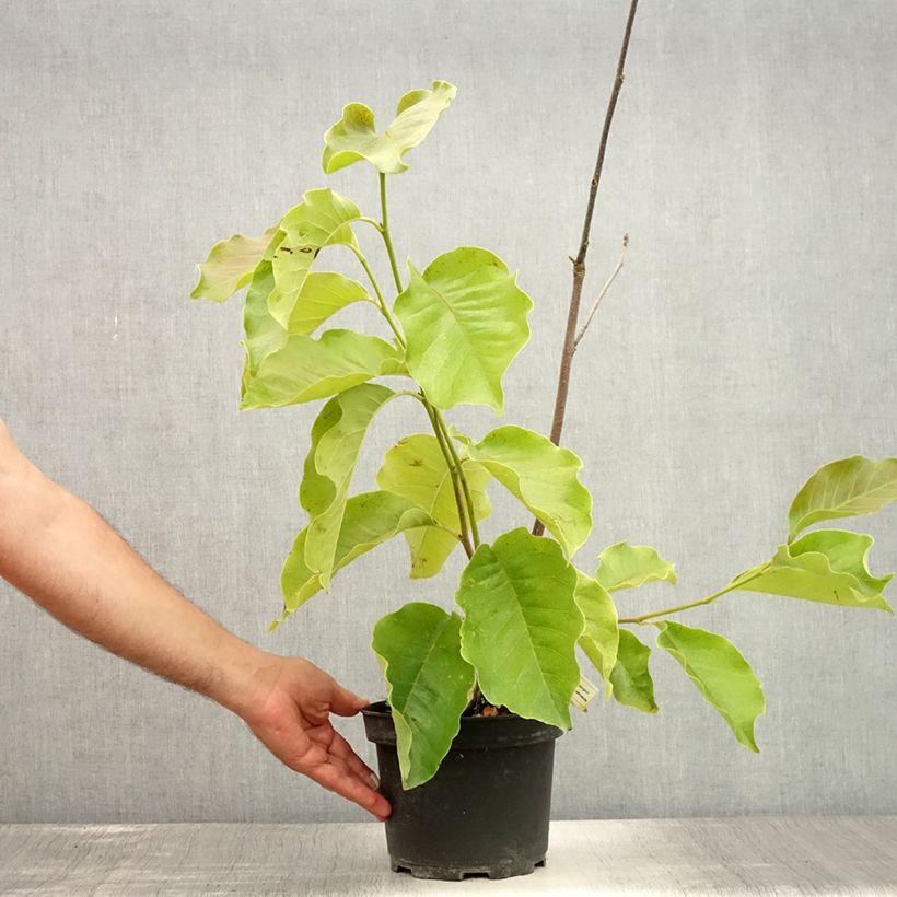Amostra de Magnolia soulangeana Frank's Masterpiece Vaso de 3 L/4 L tal como entregue no verão