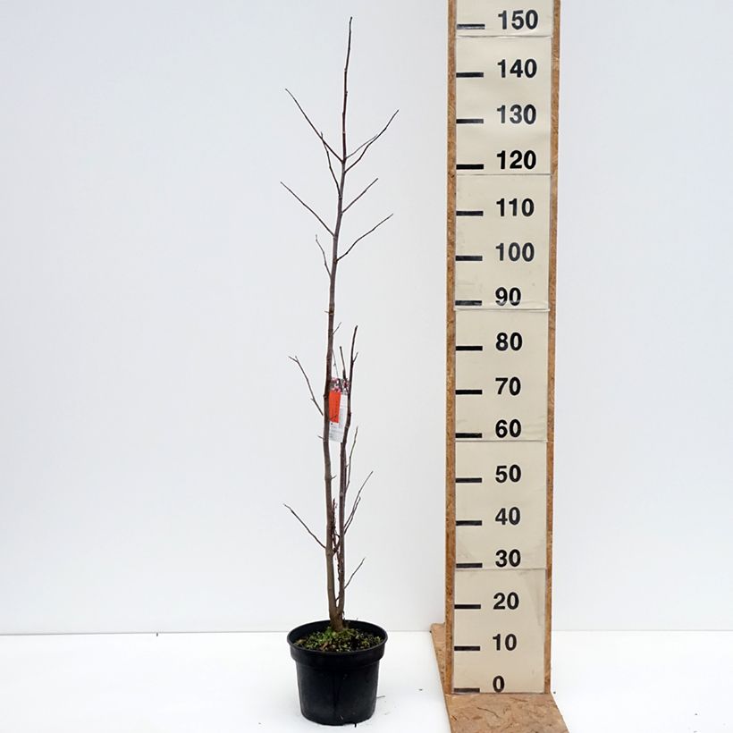 Amostra de Magnolia Galaxy Vaso de 4 L/5 L tal como entregue no outono