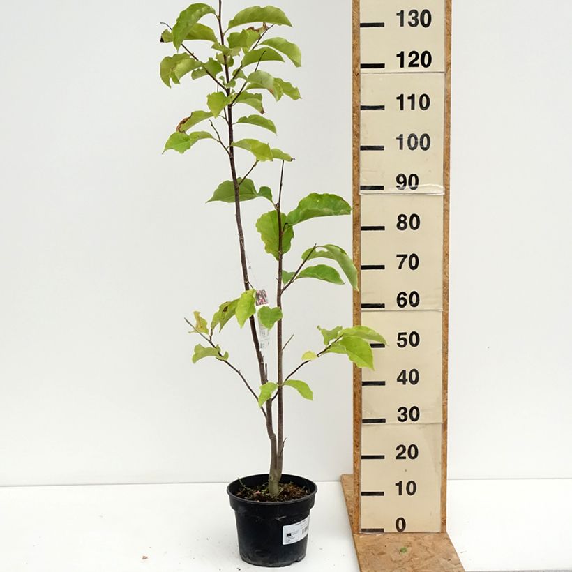Amostra de Magnolia Galaxy Vaso de 4 L/5 L tal como entregue no verão