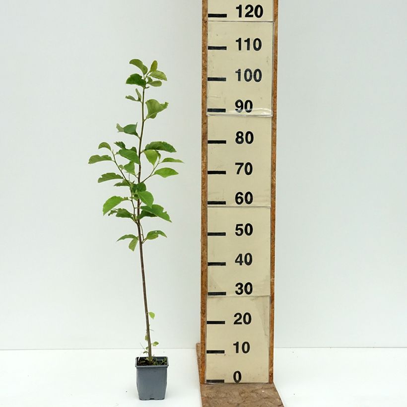 Amostra de Magnolia Genie Vaso de 12 cm/13 cm tal como entregue no verão
