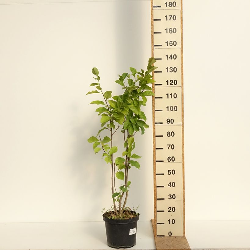 Amostra de Magnolia Genie Vaso de 4 L/5 L tal como entregue no verão