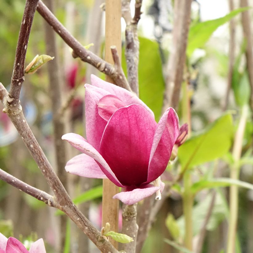 Magnolia Genie (Floração)