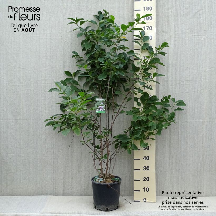 Amostra de Magnolia George Henry Kern Vaso de 7,5 L/10 L tal como entregue no verão