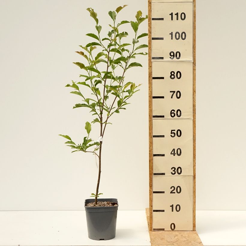 Amostra de Magnolia George Henry Kern Vaso de 3 L/4 L tal como entregue no verão