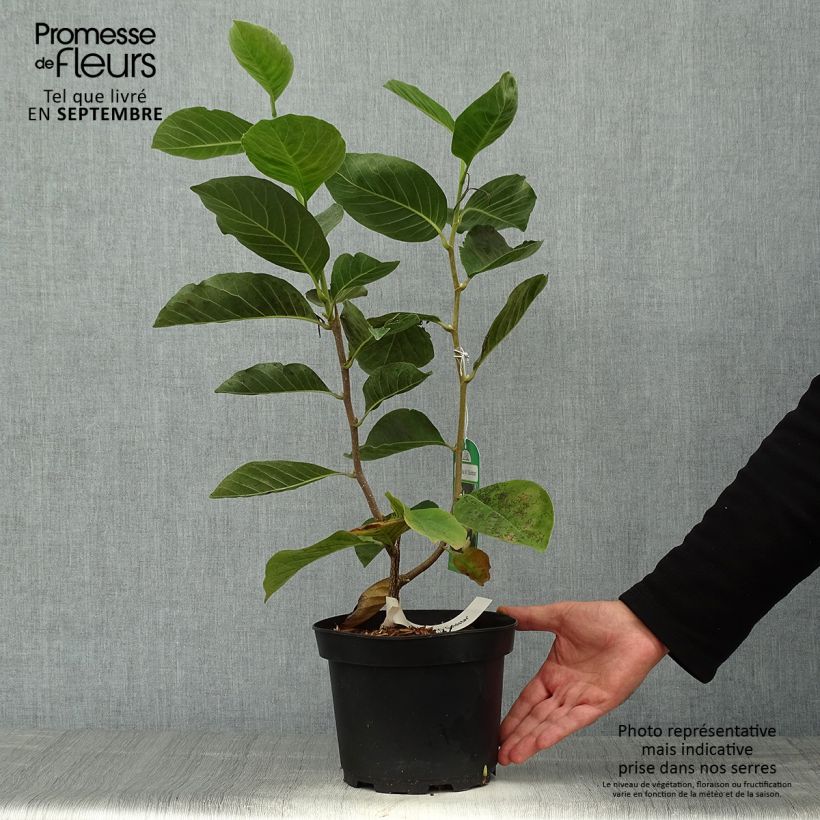 Amostra de Magnolia stellata Gold Star Vaso de 4 L/5 L tal como entregue no outono