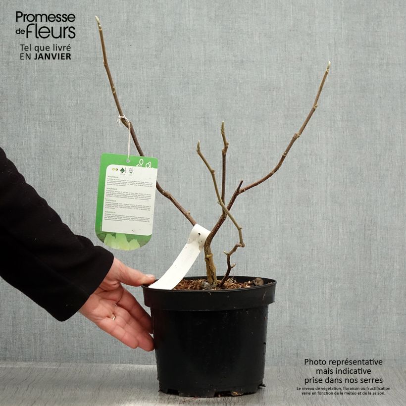 Amostra de Magnolia Gold Star Vaso de 2 L/3 L tal como entregue no inverno