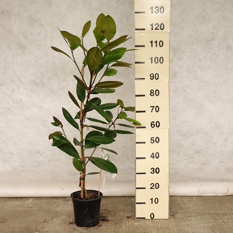 Amostra de Magnolia grandiflora Treyve Vaso de 4 L/5 L, Brasão tal como entregue no verão