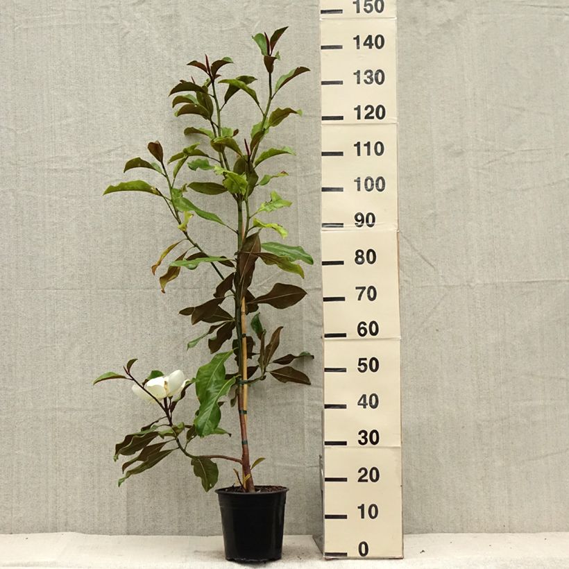 Amostra de Magnolia grandiflora Bracken's Brown Beauty Vaso de 4 L/5 L tal como entregue no verão