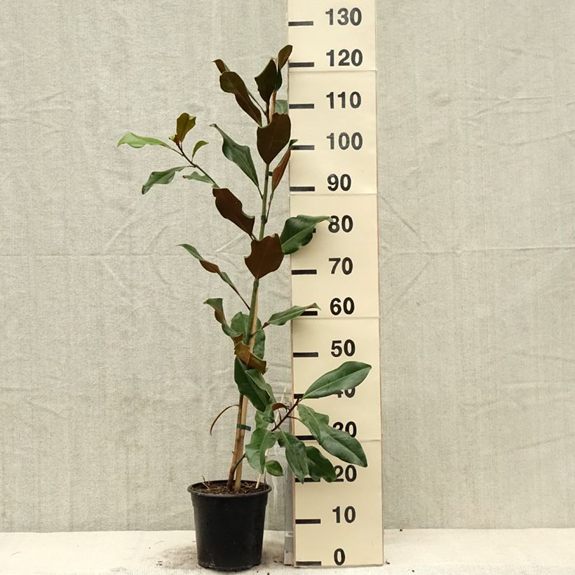 Amostra de Magnolia grandiflora Bracken's Brown Beauty Vaso de 4 L/5 L tal como entregue na primavera
