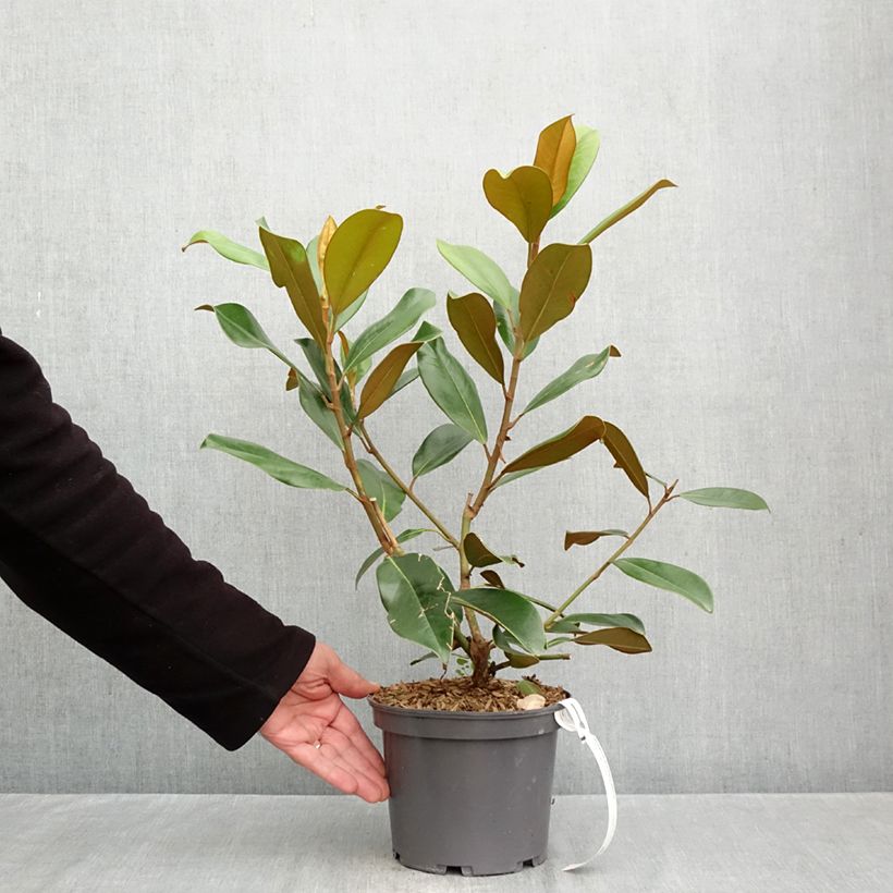 Amostra de Magnolia grandiflora Double Nantais Vaso de 1,5 L/2 L tal como entregue no outono