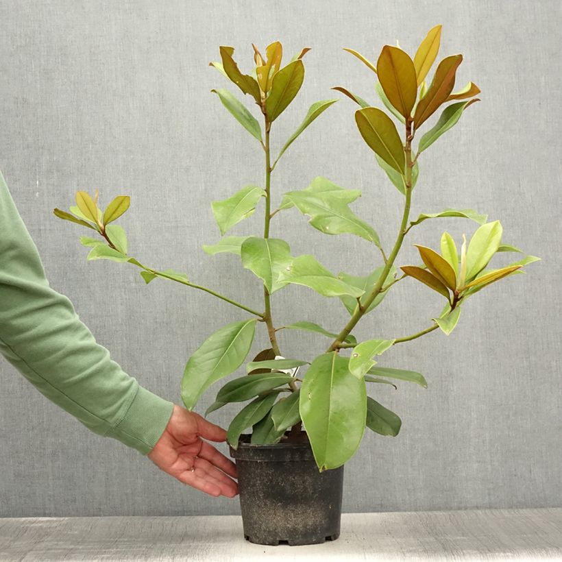 Amostra de Magnolia grandiflora Double Nantais Vaso de 1,5 L/2 L tal como entregue no verão