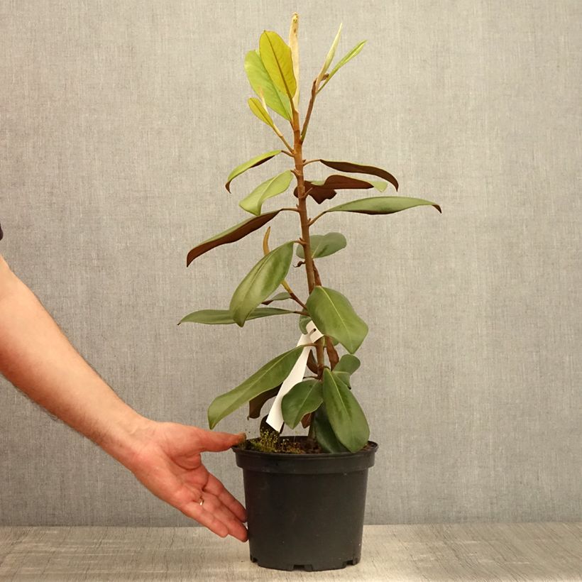 Amostra de Magnolia grandiflora Double Nantais Vaso de 1,5 L/2 L tal como entregue na primavera