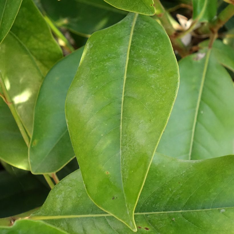 Magnolia grandiflora Double Nantais (Folhagem)