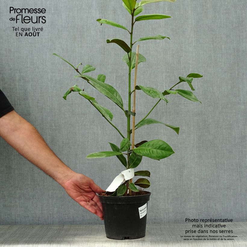 Amostra de Magnolia grandiflora Ferruginea Vaso de 1,5 L/2 L tal como entregue no verão