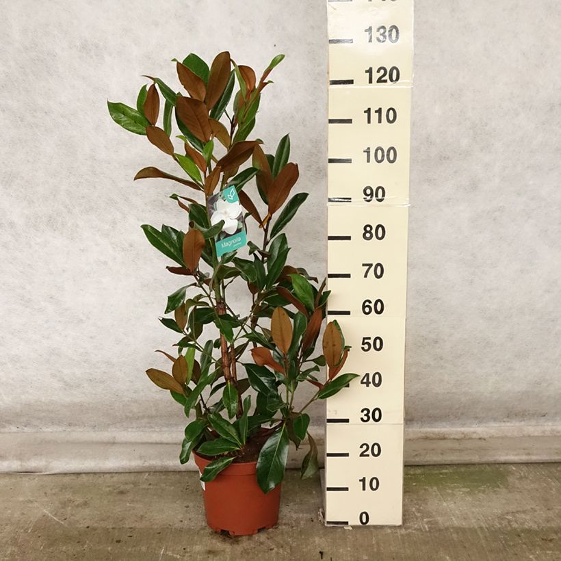 Amostra de Magnolia grandiflora Galissonière Vaso de 7,5 L/10 L tal como entregue no outono