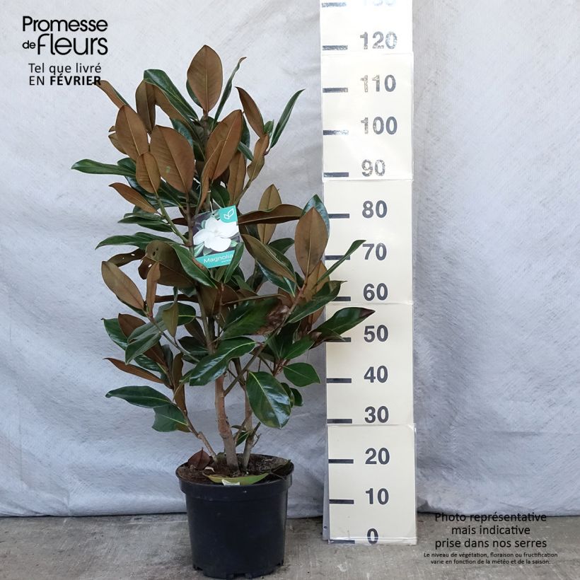 Amostra de Magnolia grandiflora Galissonière Vaso de 7,5 L/10 L tal como entregue no inverno