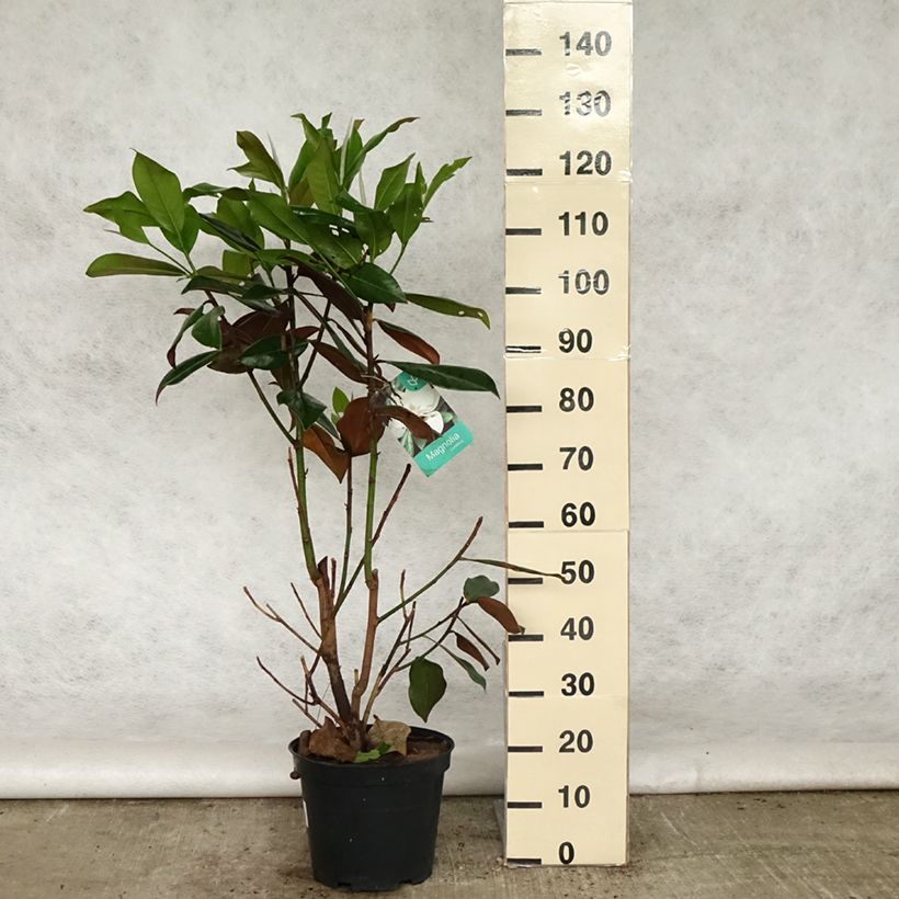 Amostra de Magnolia grandiflora Galissonière Vaso de 7,5 L/10 L tal como entregue na primavera