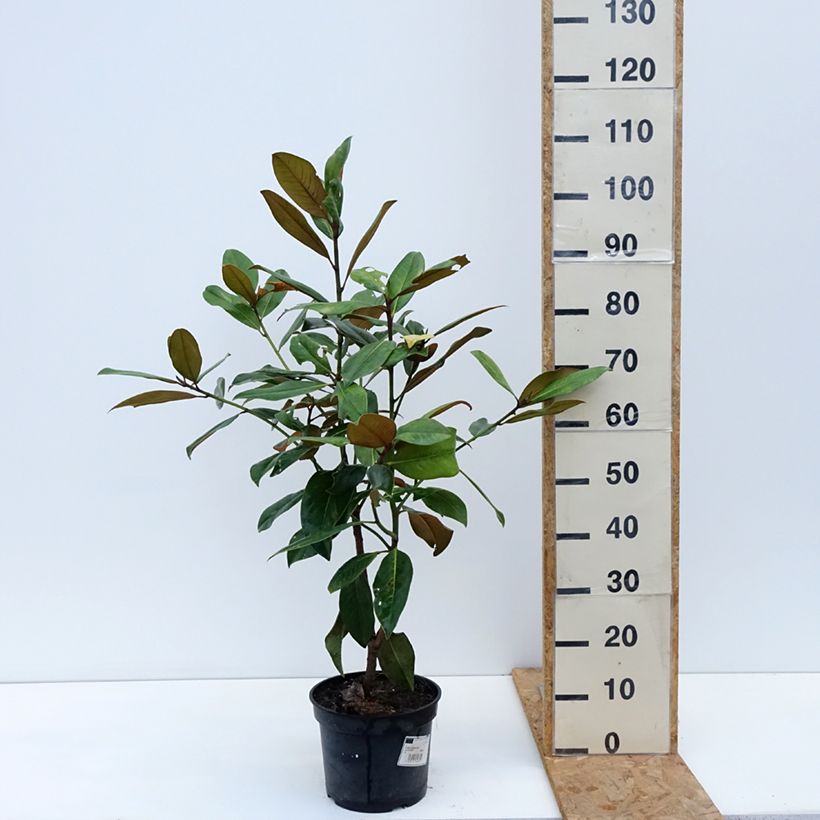 Amostra de Magnolia grandiflora Galissonière Vaso de 4 L/5 L tal como entregue no outono