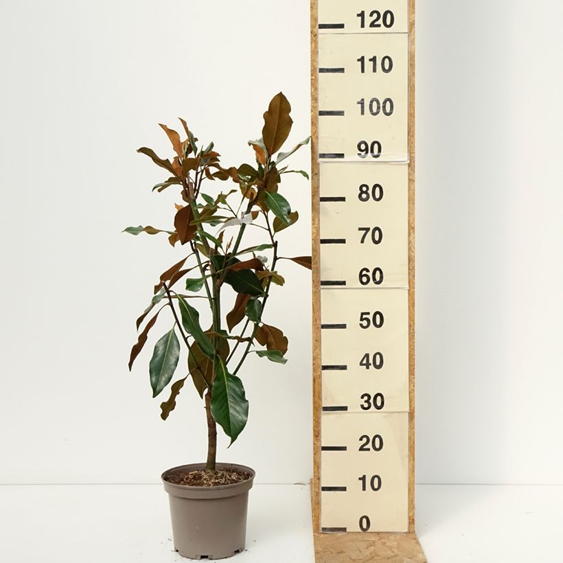 Amostra de Magnolia grandiflora Kay Parris Vaso de 4 L/5 L tal como entregue no outono