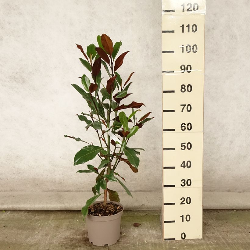 Amostra de Magnolia grandiflora Kay Parris Vaso de 4 L/5 L tal como entregue no verão