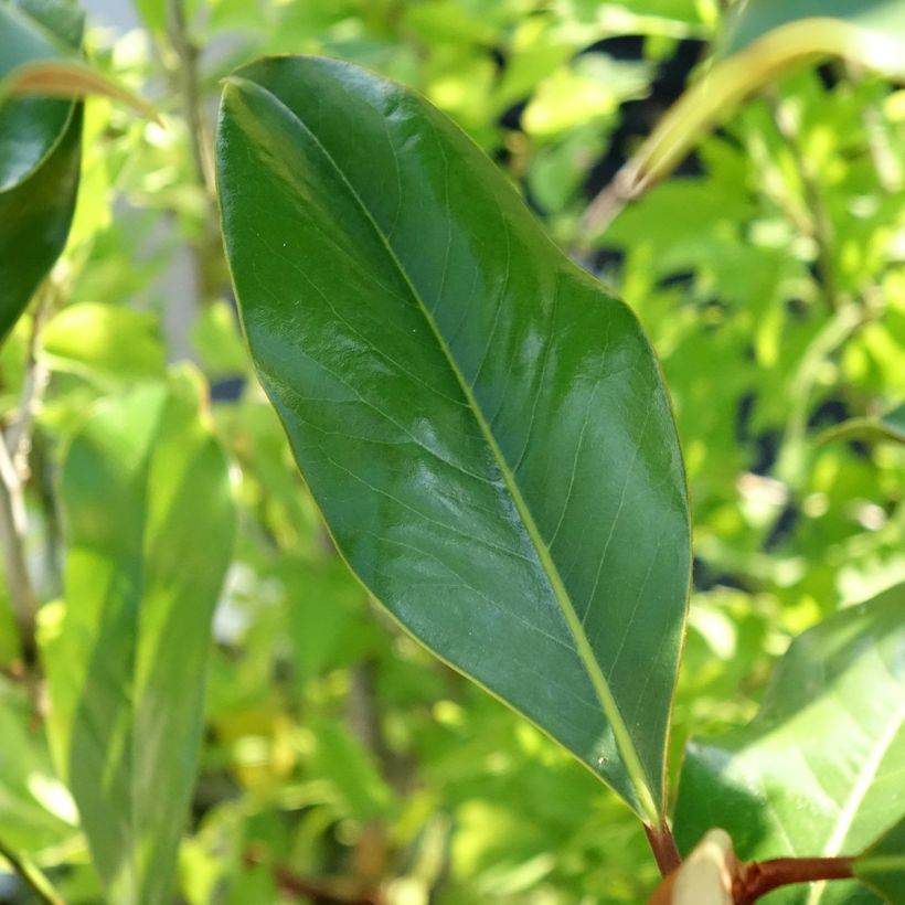 Magnolia grandiflora Kay Parris (Folhagem)