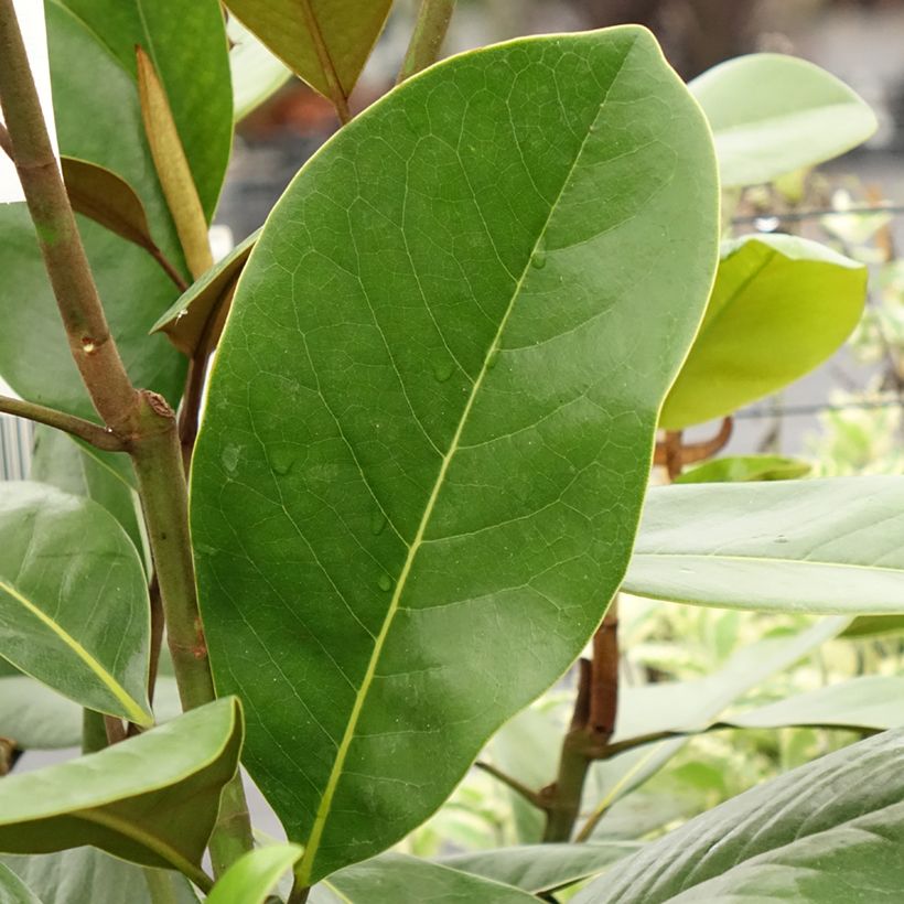 Magnolia grandiflora Mainstreet (Folhagem)