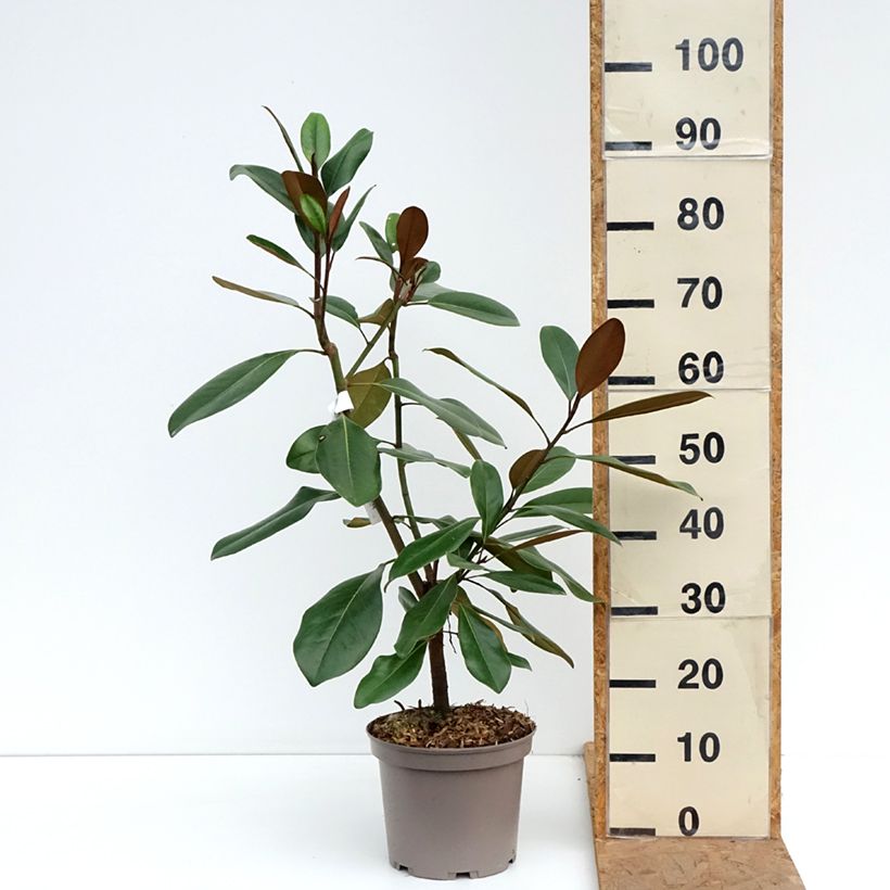 Amostra de Magnolia grandiflora Mainstreet Vaso de 4 L/5 L tal como entregue no outono