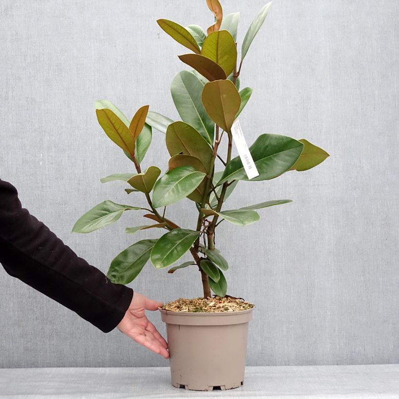 Amostra de Magnolia grandiflora Mainstreet Vaso de 4 L/5 L tal como entregue no inverno