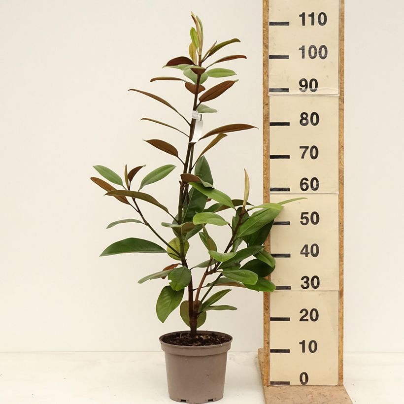 Amostra de Magnolia grandiflora Mainstreet Vaso de 4 L/5 L tal como entregue na primavera
