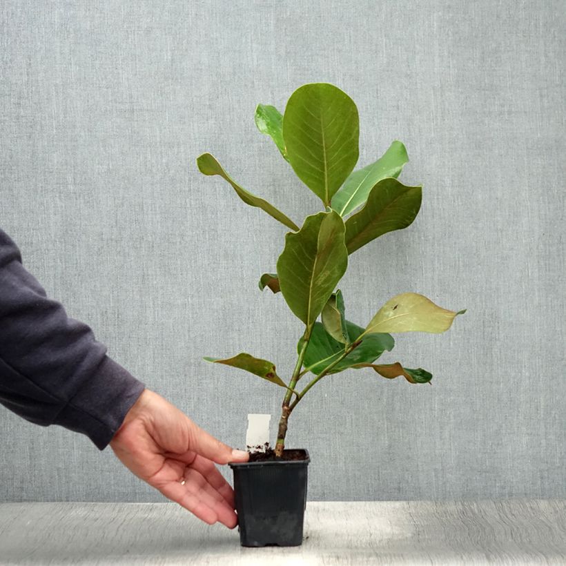 Amostra de Magnolia grandiflora Mont Blanc Vaso de 10 cm/11 cm tal como entregue no verão