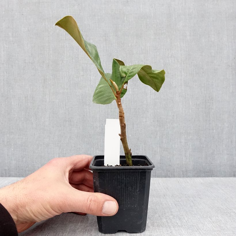 Amostra de Magnolia grandiflora Mont Blanc Vaso de 10 cm/11 cm tal como entregue na primavera