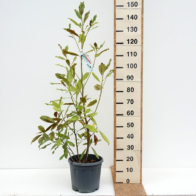Amostra de Magnolia grandiflora Nana Vaso de 12 L/15 L tal como entregue no outono