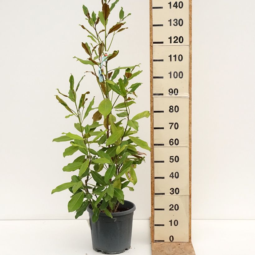 Amostra de Magnolia grandiflora Nana Vaso de 12 L/15 L tal como entregue no verão