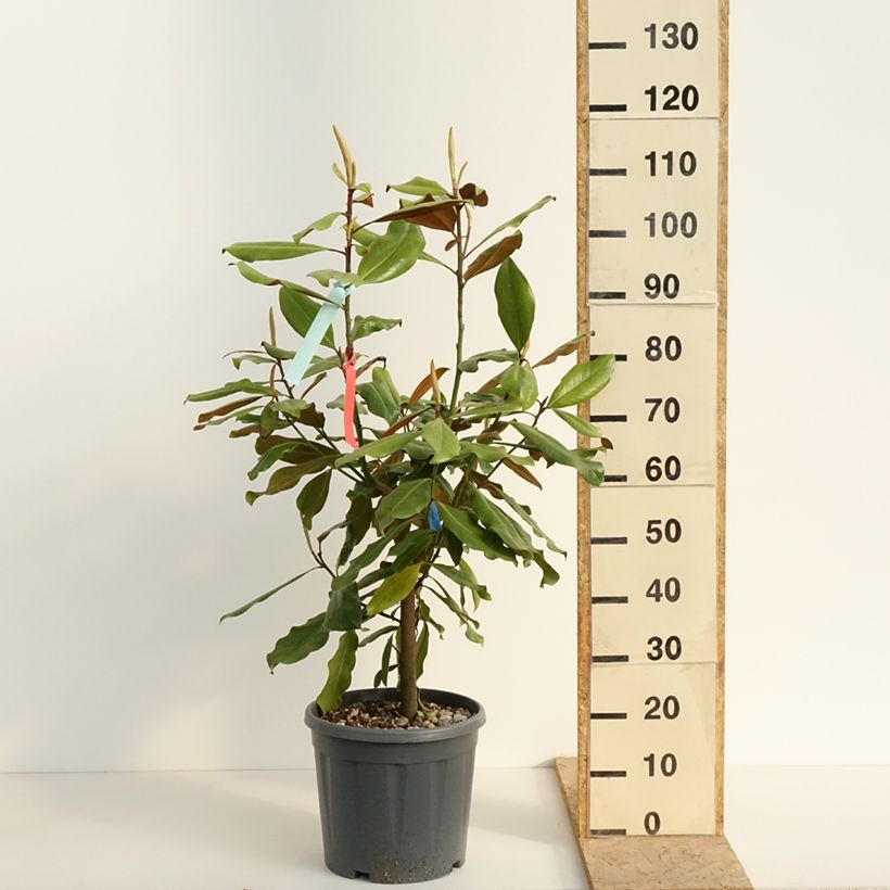 Amostra de Magnolia grandiflora Nana Vaso de 12 L/15 L tal como entregue na primavera