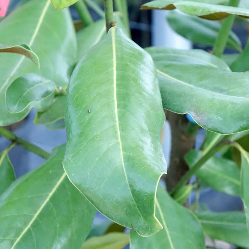 Magnolia grandiflora Nana (Folhagem)