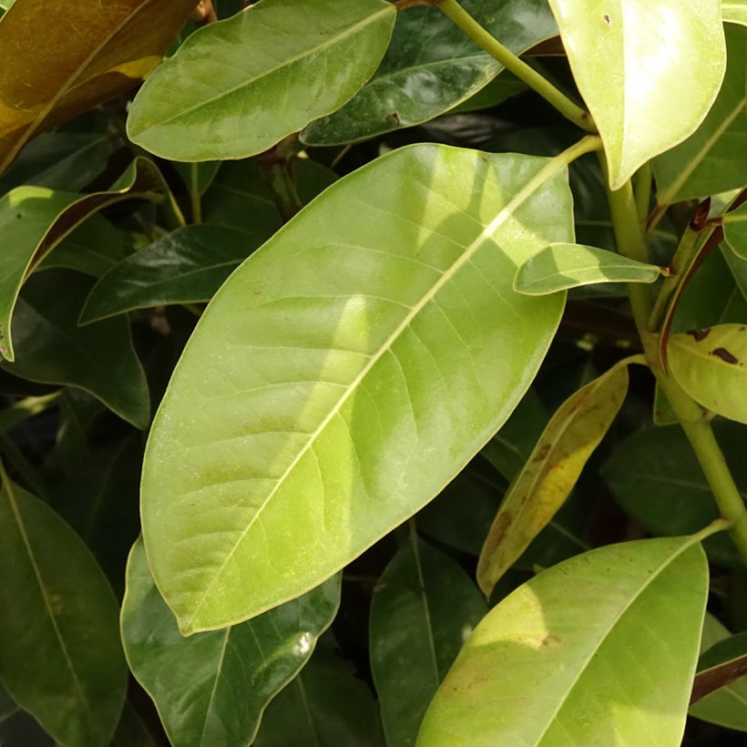 Magnolia grandiflora Victoria (Folhagem)