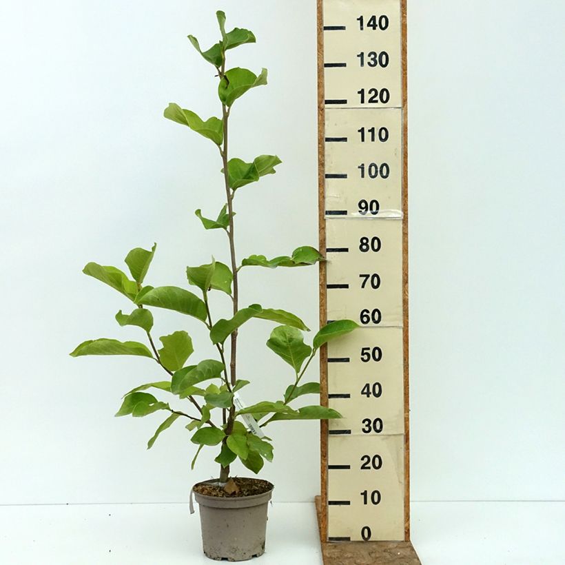 Amostra de Magnolia denudata Shirazz - Magnólia-da-China Vaso de 4 L/5 L tal como entregue no verão