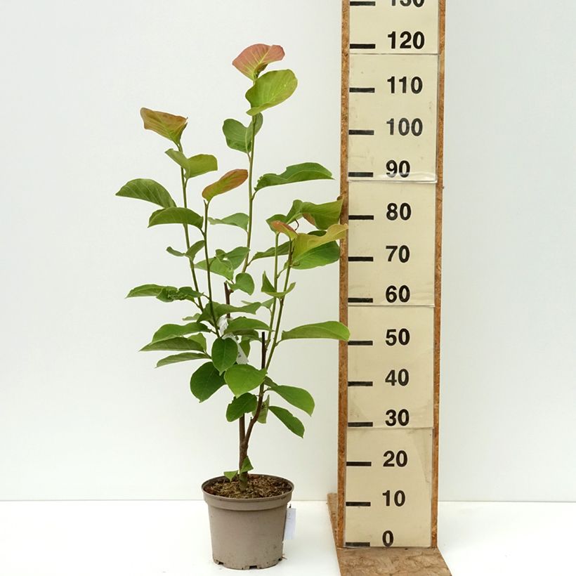 Amostra de Magnolia denudata Shirazz - Magnólia-da-China Vaso de 4 L/5 L tal como entregue na primavera