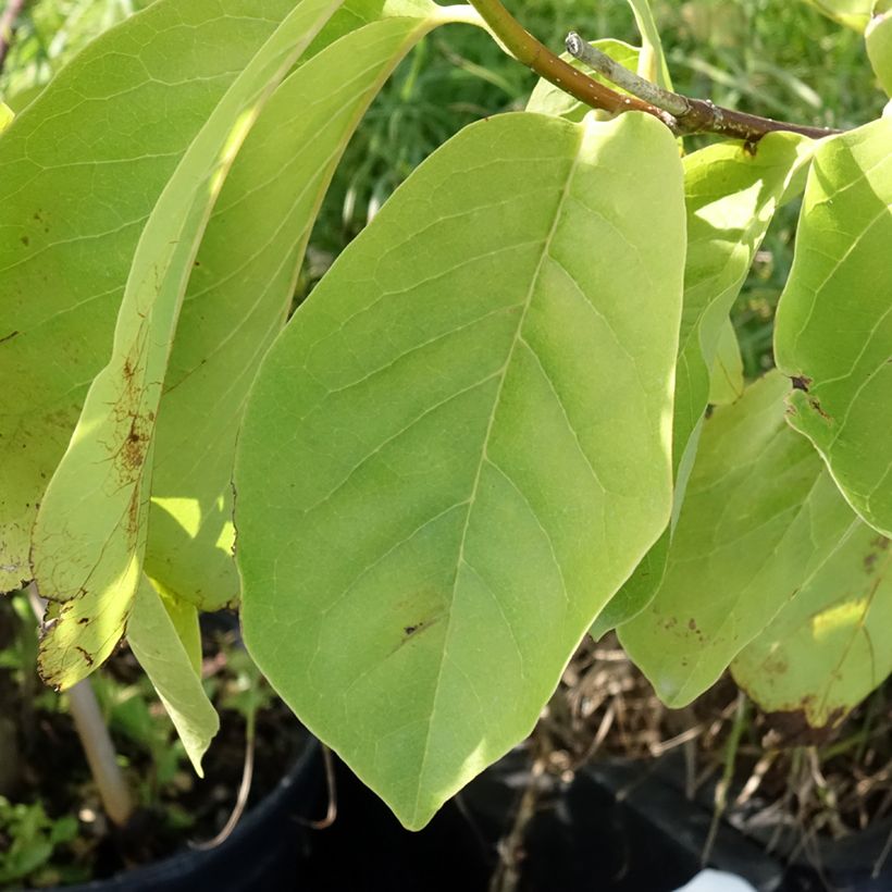Magnolia veitchii Tina Durio (Folhagem)