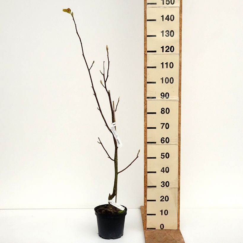 Amostra de Magnolia veitchii Tina Durio Vaso de 4 L/5 L tal como entregue no outono