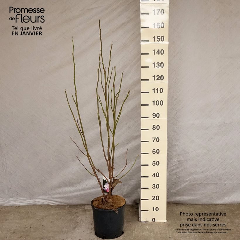 Amostra de Magnolia Heaven Scent  Vaso de 12 L/15 L tal como entregue no inverno