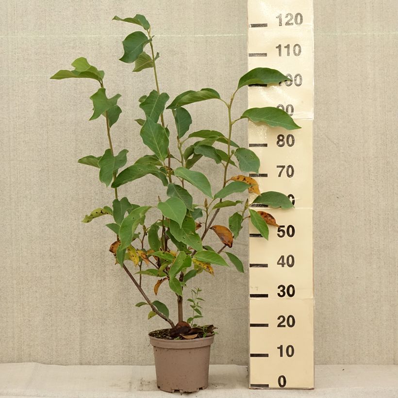 Amostra de Magnolia liliiflora × veitchii Heaven Scent Vaso de 4 L/5 L tal como entregue no outono