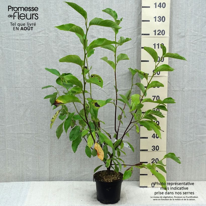 Amostra de Magnolia liliiflora × veitchii Heaven Scent Vaso de 4 L/5 L tal como entregue no verão